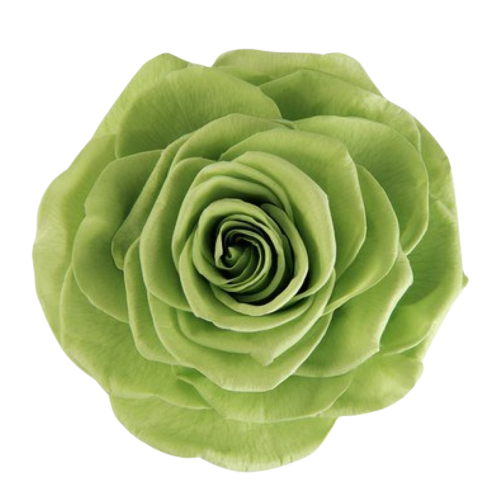 A closeup image of a VERMEILLE Ava Preserved Sprayrose Prairie Green Flower