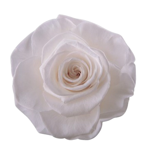 A closeup image of a VERMEILLE Ava Preserved Sprayrose Princess White Flower