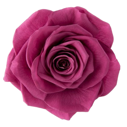 A closeup image of a VERMEILLE Ava Preserved Sprayrose Rose Wine Flower