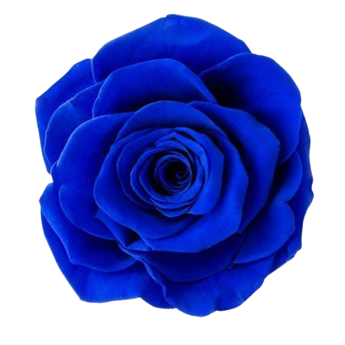 A closeup image of a VERMEILLE Ava Preserved Sprayrose Sapphire Blue Flower