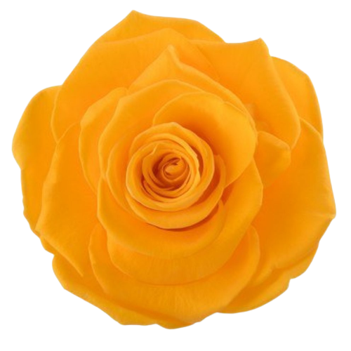 A closeup image of a VERMEILLE Ava Preserved Sprayross Saffron Yellow Flower