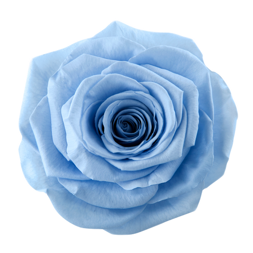 A closeup image of a VERMEILLE Ava Preserved Sprayross Sky Blue Flower