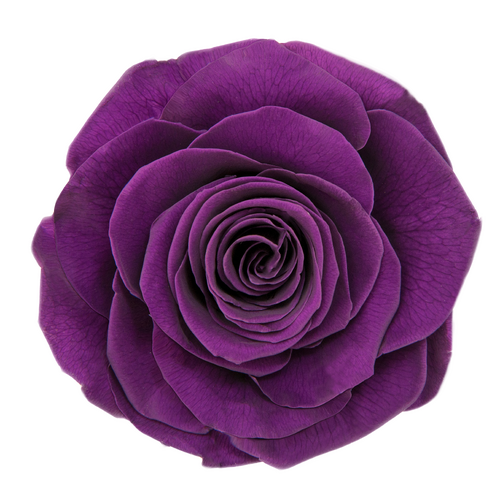 A closeup image of a VERMEILLE Ava Preserved Sprayrose Violet Flower