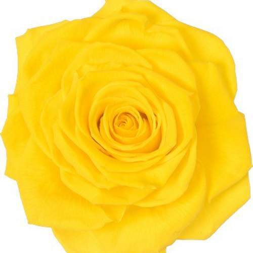 Buy VERMEILLE Ava canary yellow preserved roses - 9 blooms - by All InSeason