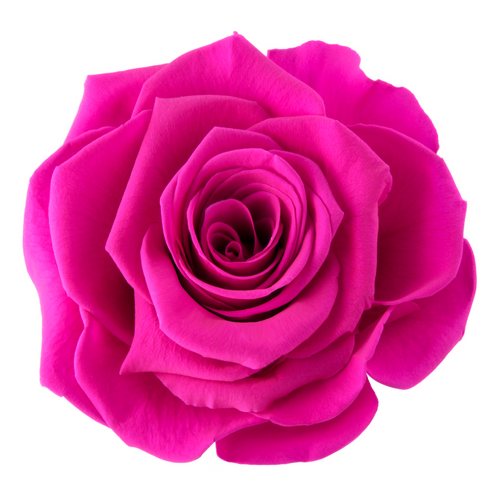 VERMEILLE Ava hot pink preserved roses - 9 blooms - by All InSeason