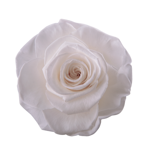 VERMEILLE Ava princess white preserved roses - 9 blooms - by All InSeason