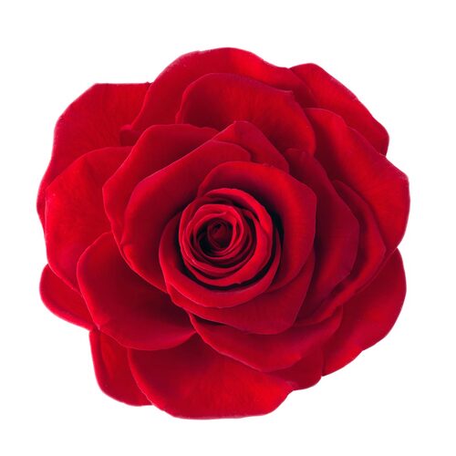 Buy VERMEILLE Ava red preserved roses - 9 blooms - by All InSeason