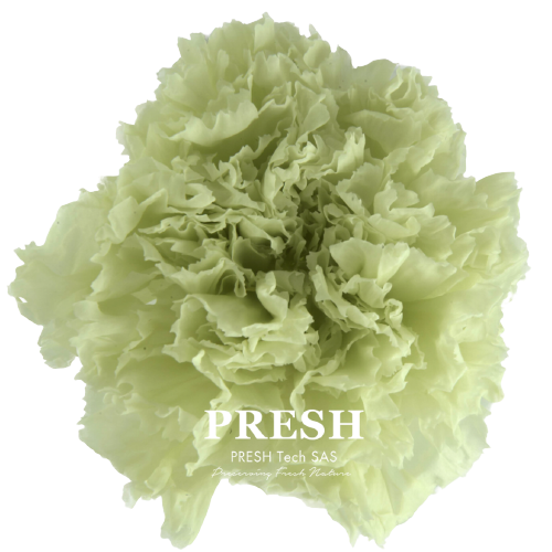 A closeup image of a VERMEILLE Preserved Carnation, Lime Green Flower