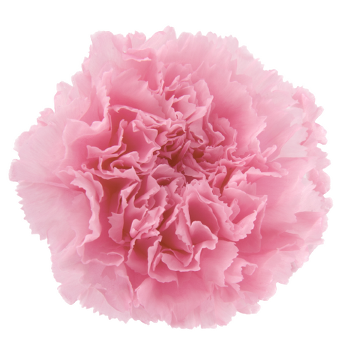 Buy Preserved Carnations, Madeleine Pink - 6 Blooms - All In Season | Dried Flower Wholesale