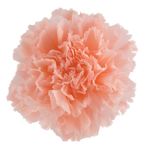 A closeup image of a VERMEILLE Preserved Carnation, Peach Flower