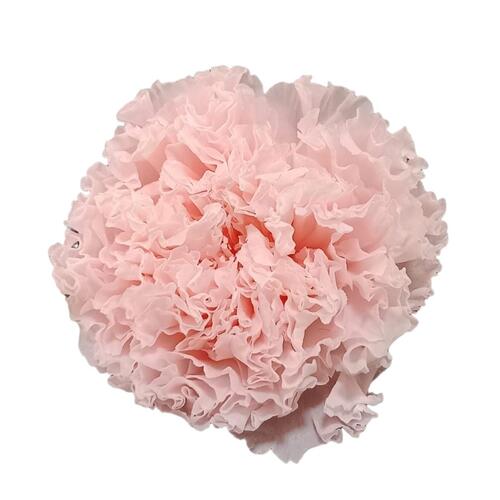 A closeup image of a VERMEILLE Preserved Carnation, Light Pink Flower