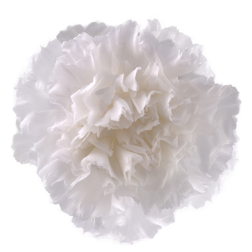 Buy Preserved Carnations, Princess White - 6 Blooms - All In Season | Dried Flower Wholesale