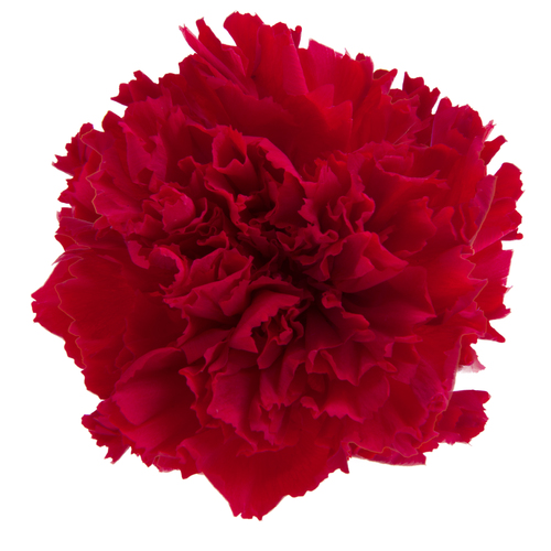 A closeup image of a VERMEILLE Preserved Carnation, Red Flower