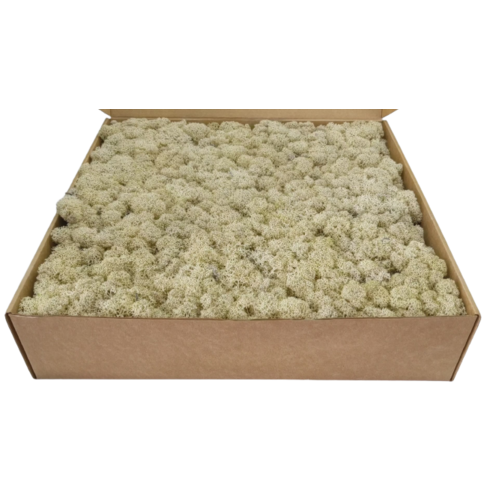 Buy Dried Flower Wholesale Preserved Moss - Box 1 kg - Cream - by All In Season