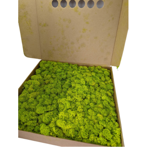 Buy Dried Flower Wholesale Preserved Moss - Box 1 kg - Lime Green - by All In Season