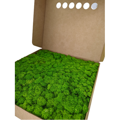 Buy Dried Flower Wholesale Preserved Moss - Box 1 kg - Light Green - by All In Season