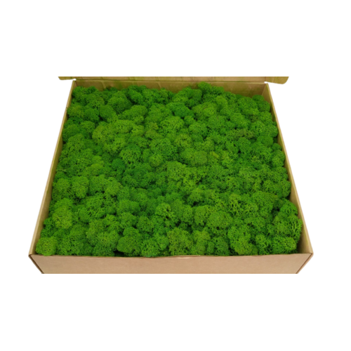 Buy Dried Flower Wholesale Preserved Moss - Box 1 kg - Nature Green - by All In Season