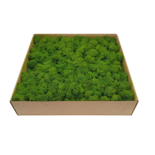 Buy Dried Flower Wholesale Preserved Moss - Box 1 kg - Forest Green - by All In Season