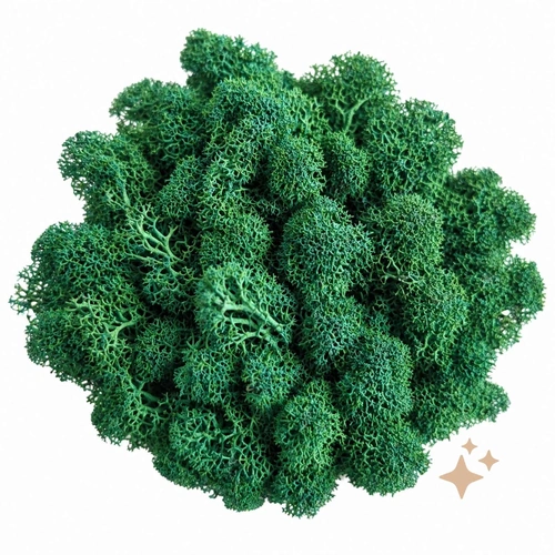Preserved Reindeer Moss - Box 1 kg - Forest Green everlasting flowers for all occasions.