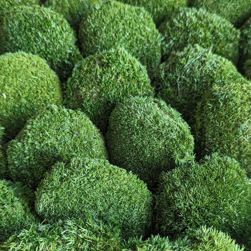Buy Preserved Ball Moss Mini - Nature Green by All In Season