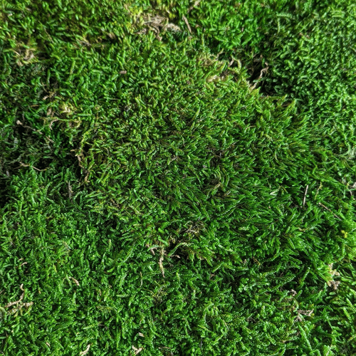 Buy Preserved Flat Moss - Nature Green by All In Season