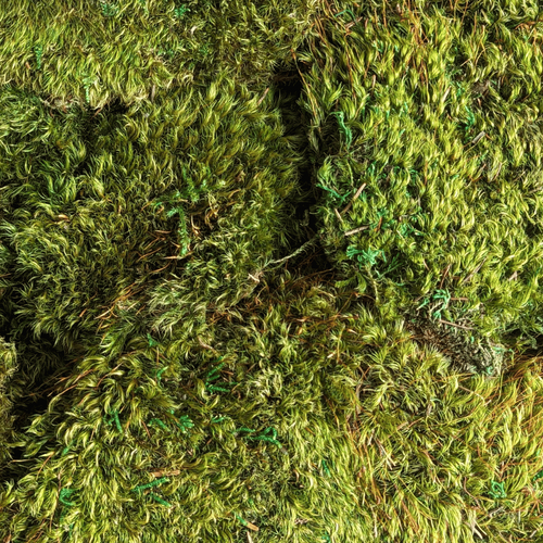 Buy Preserved Hair Moss - Light Green by All In Season