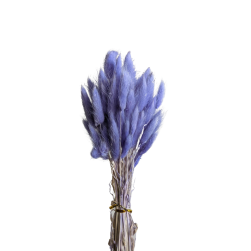 Buy Dried Flower Wholesale Bunny Tails, ± 50cm, 60 stems, Angel Purple - by All In Season