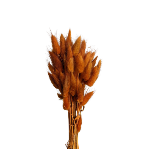 A floral bunch of Preserved Bunny Tails Bronze Flowers | Also known as Lagurus ovatus