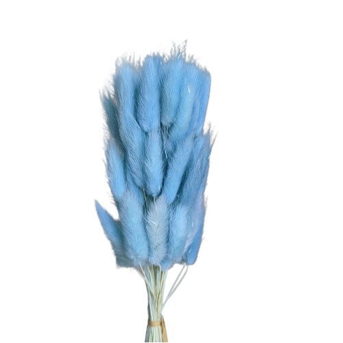 A floral bunch of Preserved Bunny Tails Baby Blue Flowers | Also known as Lagurus ovatus