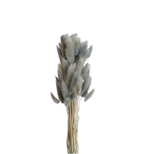 Buy Dried Flower Wholesale Bunny Tails, ± 50cm, 60 stems, Gray - by All In Season