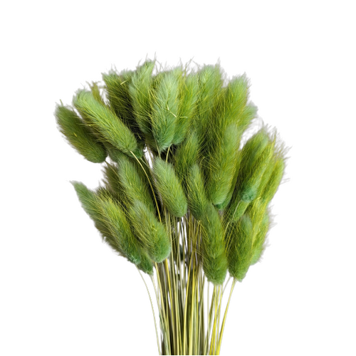 A floral bunch of Preserved Bunny Tails Green Flowers | Also known as Lagurus ovatus