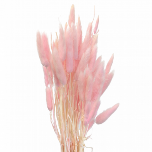 Buy Dried Flower Wholesale Bunny Tails, ± 50cm, 60 stems, Pink - by All In Season