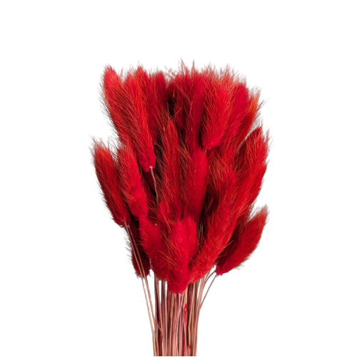 A floral bunch of Preserved Bunny Tails Red Flowers | Also known as Lagurus ovatus