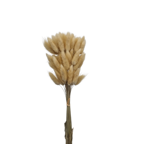 Buy Dried Flower Wholesale Bunny Tails, ± 50cm, 60 stems, Honey - by All In Season