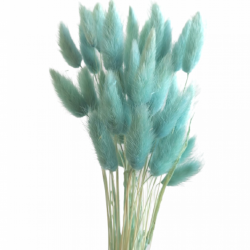 Buy Dried Flower Wholesale Bunny Tails, ± 50cm, 60 stems, Turquoise - by All In Season