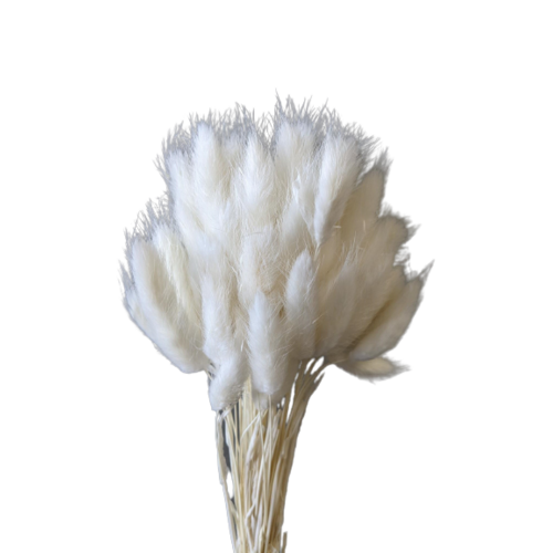 A floral bunch of Preserved Bunny Tails White Flowers | Also known as Lagurus ovatus