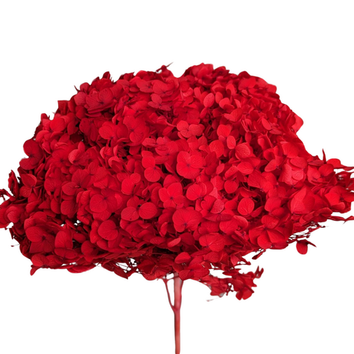 A floral stem of Preserved Small Petal Hydrangea, Red Flowers