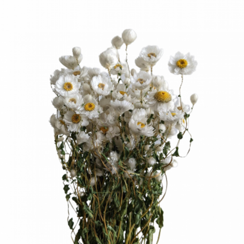A floral bunch of Dried Daisy White Flowers