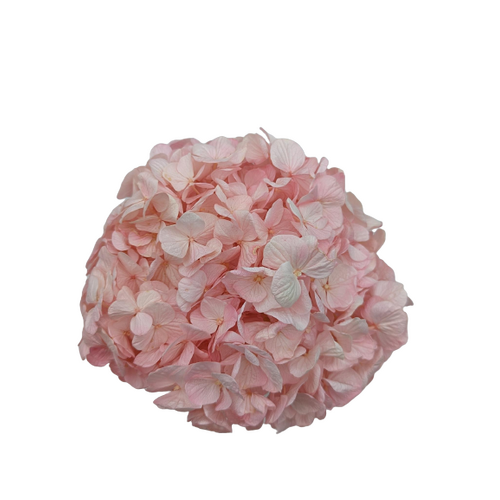 A floral stem of Preserved Hydrangea Bridal Pink Flowers