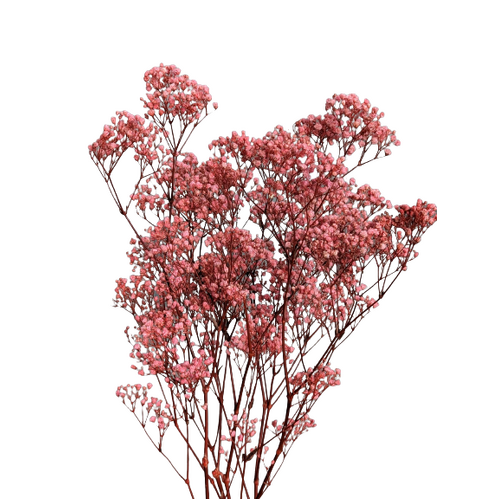 A floral bunch of Preserved Xlence Gypsophila Bridal Pink Flowers | Also known as Baby Breath