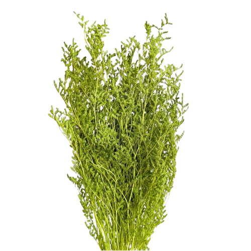 A floral bunch of Preserved Limonium Green Greenery | Also known as Statice