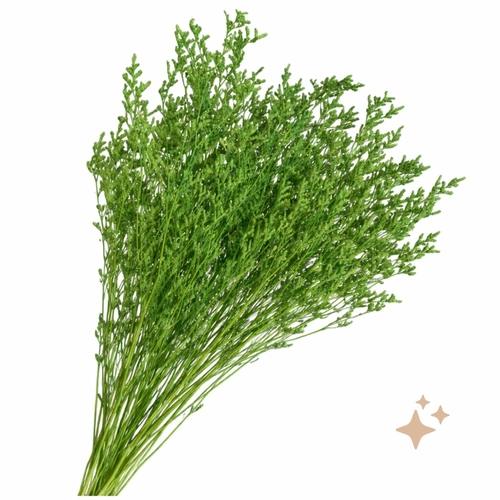 Preserved Limonium, 5-10 stems, 70cm, Natural Green everlasting flowers for all occasions.