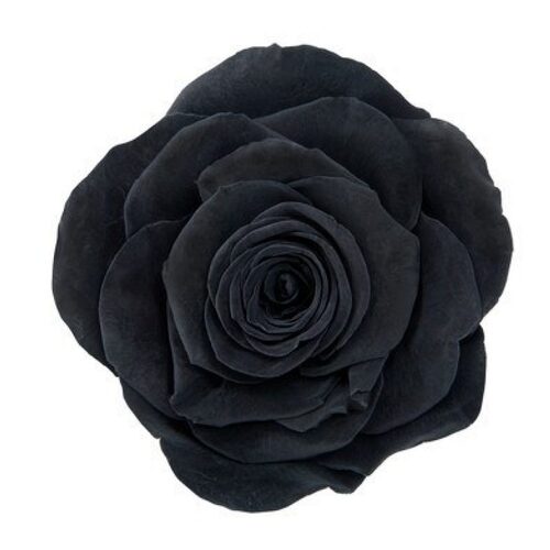 A closeup image of a VERMEILLE Magna Preserved Rose Large Black Flower