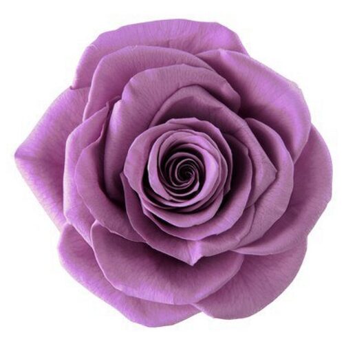 A closeup image of a VERMEILLE Magna Preserved Rose Large Lilac Flower