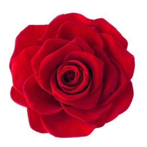 A closeup image of a VERMEILLE Magna Preserved Rose Large Red Flower