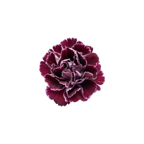 Burgundy Minerva Fancy Carnations