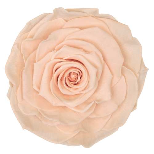 A closeup image of a VERMEILLE Monalisa Preserved Rose Almond Cream Flower