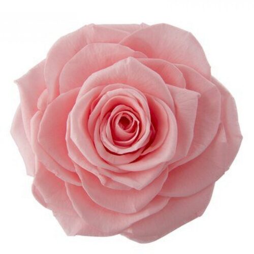 Buy VERMEILLE Monalisa baby pink - 3 blooms wholesale at All InSeason. Same day pack-out on weekdays, Australia wide delivery, hundreds of 5 star reviews