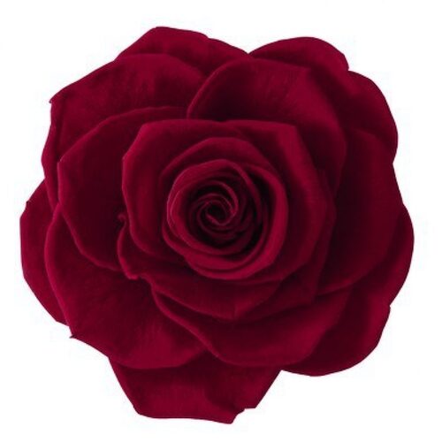 Buy VERMEILLE Monalisa burgundy - 3 blooms wholesale at All InSeason. Same day pack-out on weekdays, Australia wide delivery, hundreds of 5 star reviews