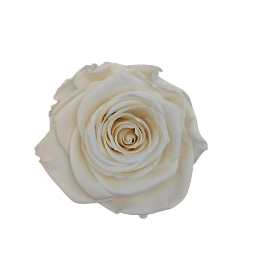 A closeup image of a VERMEILLE Monalisa Preserved Rose Chardonnay Flower